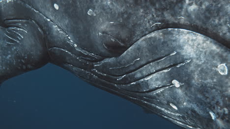 primer plano de las crestas de la línea ocular y bucal de la ballena jorobada con la luz del sol bailando a través de la piel