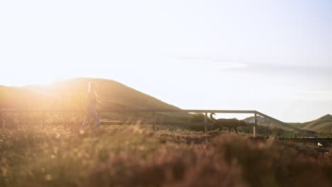 Woman-walks-her-dog-in-a-national-park-while-sunset-and-golden-hour