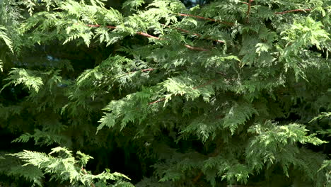 evergreen arborvitae tree branches. 20 sec-24fps. slow motion