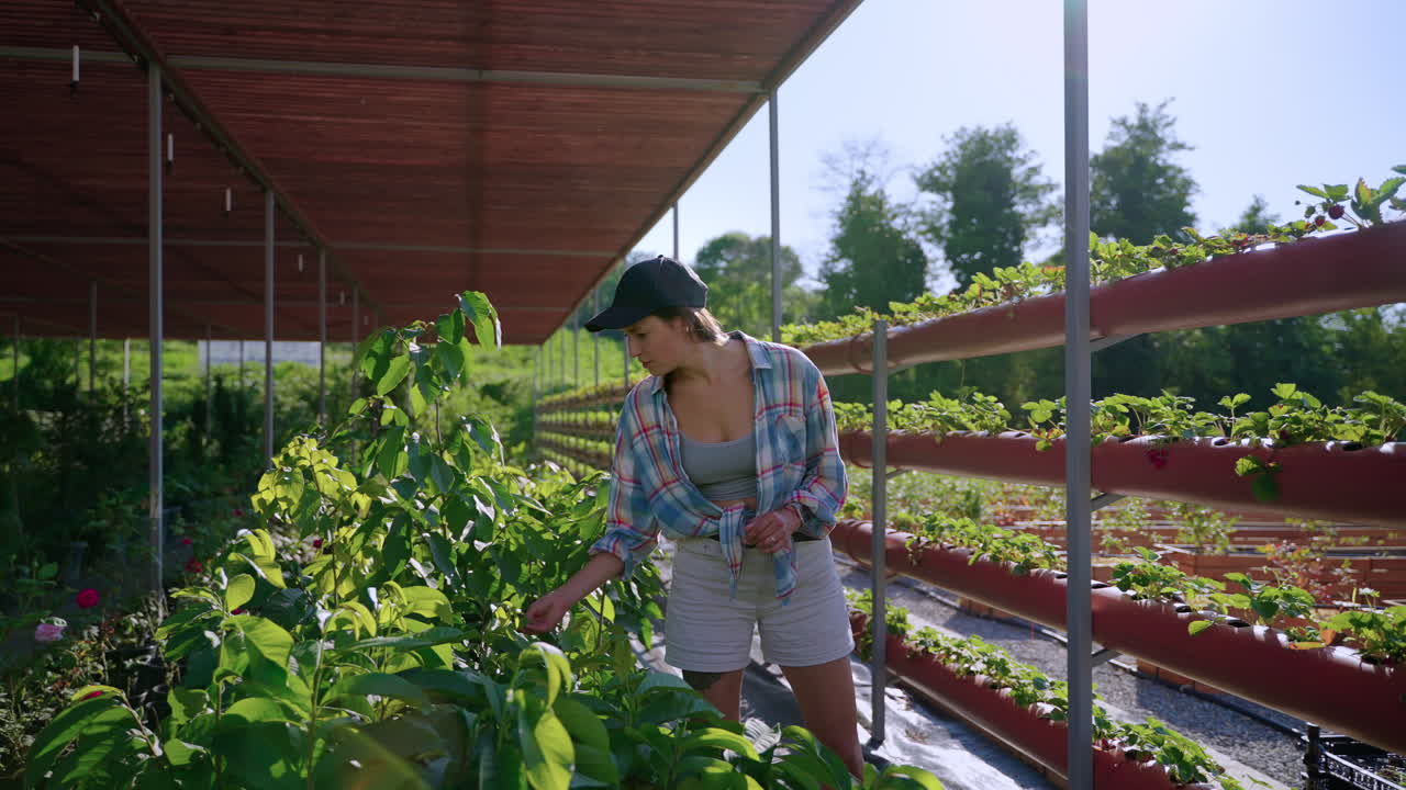 jardinera inspeccionando las plantas en un invernadero