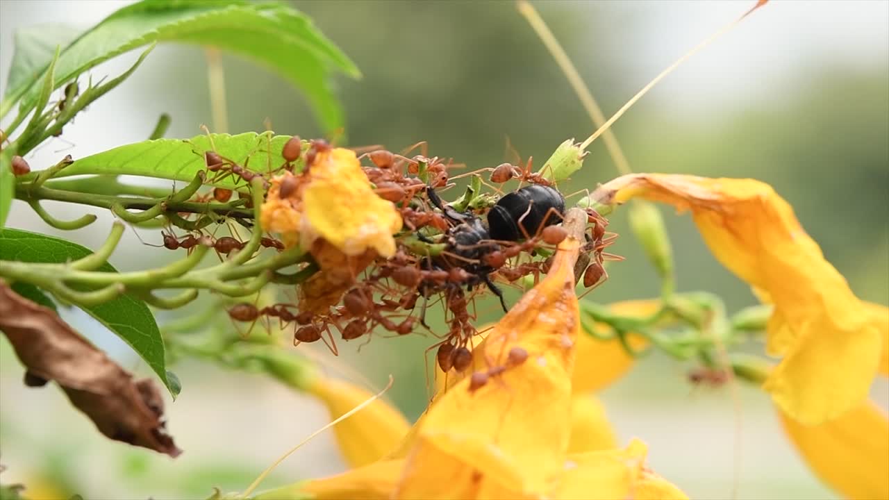 hormigas rojas comiendo una abeja viva mientras recolectaba néctar de estas flores amarillas