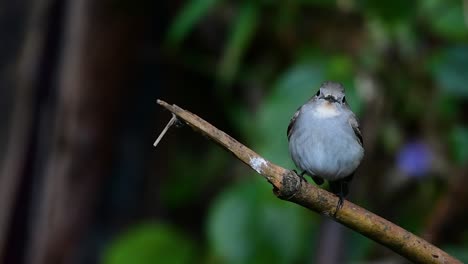 Taiga-Flycatcher,-Female,