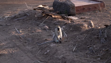 Mono-Vervet-Chlorocebus-Cámara-Lenta