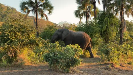 un elefante africano caminando por el safari a primera hora de la tarde mientras se pone el sol