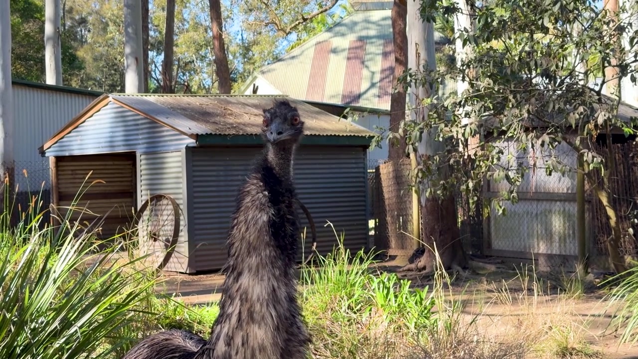 Uma grande ema está alerta em um quintal rural australiano com um galpão de metal