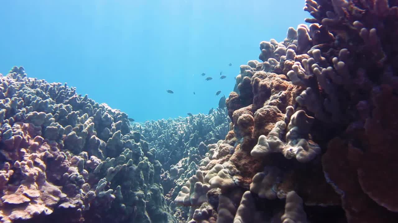 hermoso cierre cinematográfico de coloridos arrecifes de coral biodiversos con diferentes especies de peces nadando mientras los rayos del sol brillan bajo el océano tropical azul de la gran barrera de coral, australia