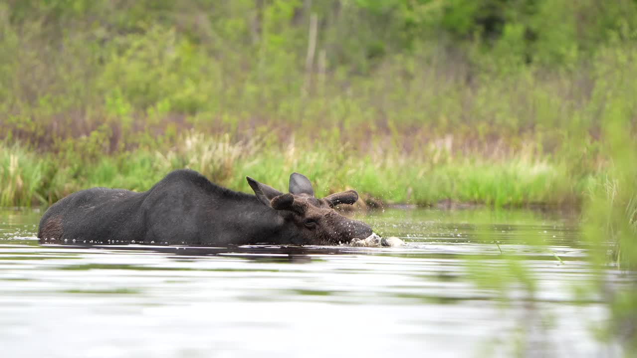 un alce toro en un estanque en el norte de minnesota alimentándose en un día nublado