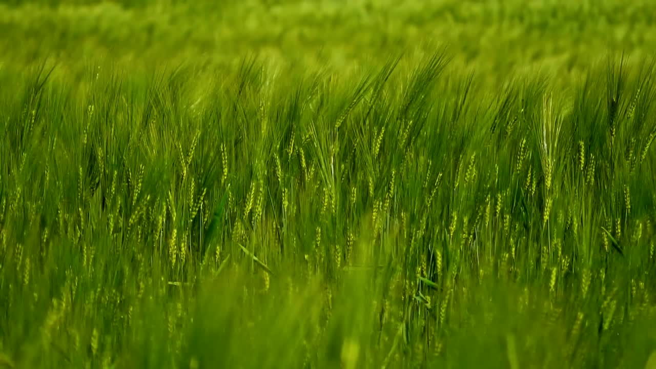Green spikelets waving by wind. Green agricultural plants background. Fresh spikelets swaying in wind. Close-up.