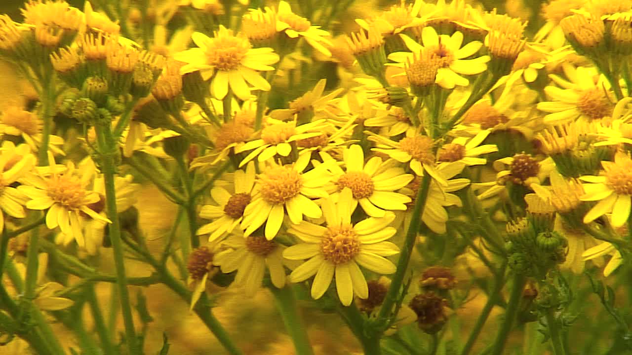 la hierba cana de oxford crece en terrenos baldíos en la ciudad inglesa de oakham en rutland
