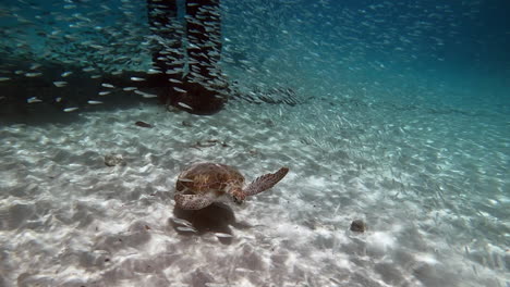 a turtle swimming at westpoint bay as a school of fish hovers above it