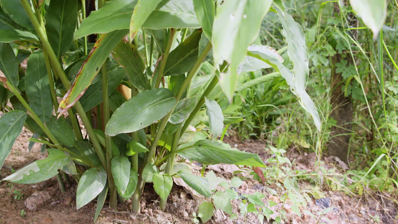 Discover beauty of dense greenery in jungle showcasing nature's vibrant flora