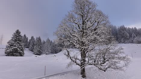 a single tree stands blanketed in snow against a backdrop of snow-covered fields and distant mountains near fronalpstock, glarus, switzerland.