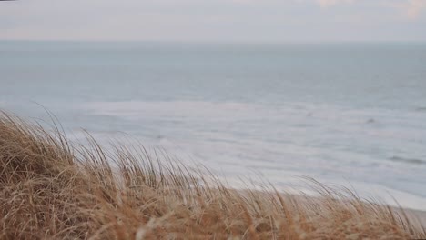 dry grass swaying in the wind in the coastal region facing the sea