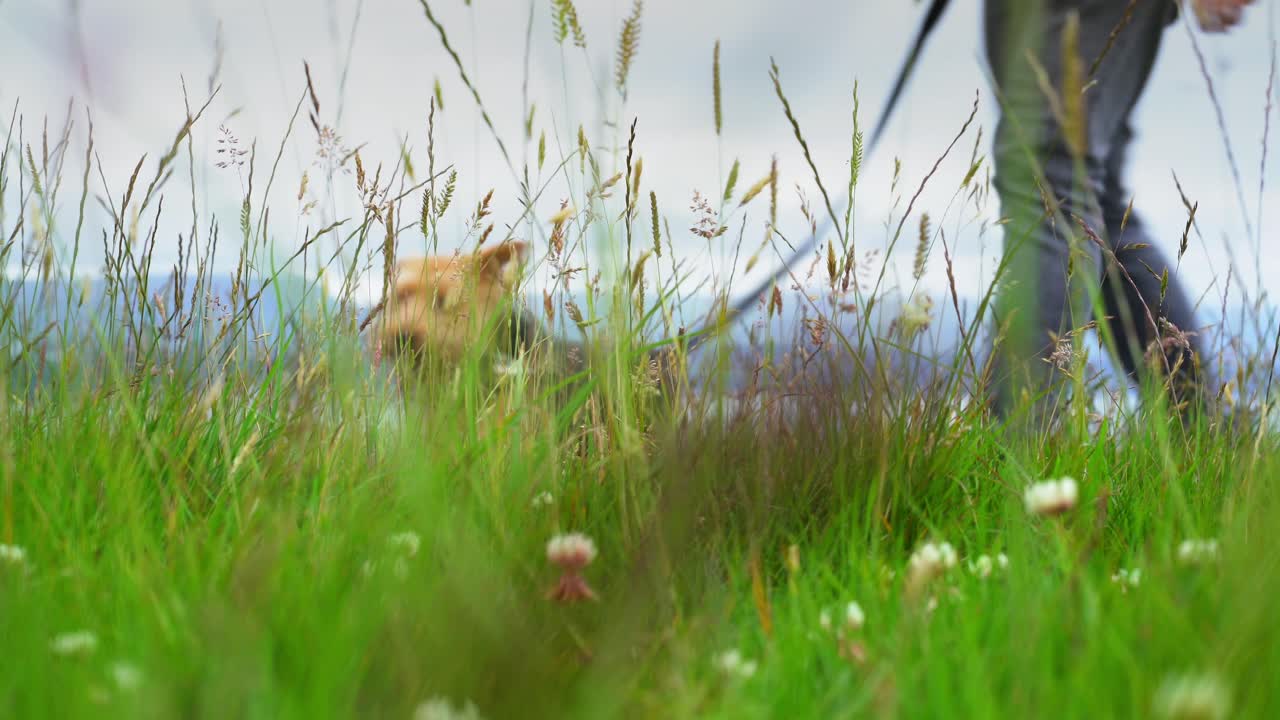 Dog on leash with male owner in green field of grass walking past
