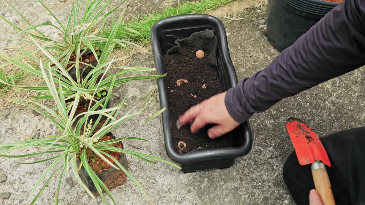 Hands adding and adjusting potting soil in a terracotta planter with a leafy green plant outdoors on a stone patio. Home gardening, repotting and backyard plant care