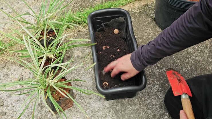 Mani che aggiungono e sistemano il terriccio in una fioriera di terracotta con una pianta verde e rigogliosa all'aperto su un patio in pietra. Giardinaggio domestico, rinvaso e cura delle piante da giardino.