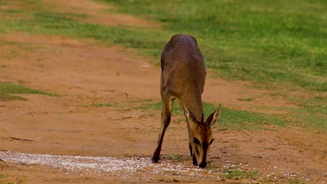 Gacela-Comiendo-En-La-Selva-Africana-4k-24fps