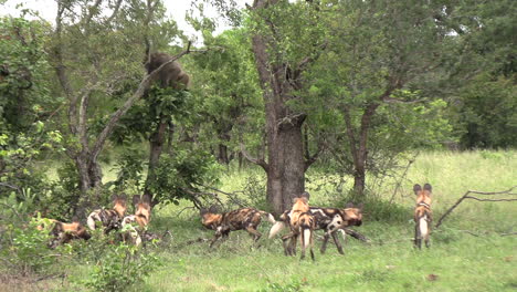 Jauría-De-Perros-Salvajes-Africanos-Rodean-Al-Babuino-Que-Desciende-Del-árbol