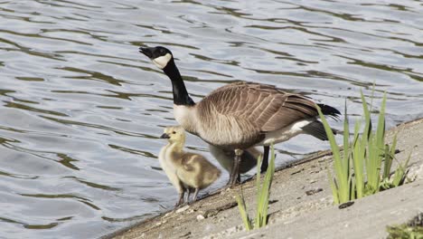 Mother,-father-goose-and-babies-drinking-water---Stanley-Park-Vancouver