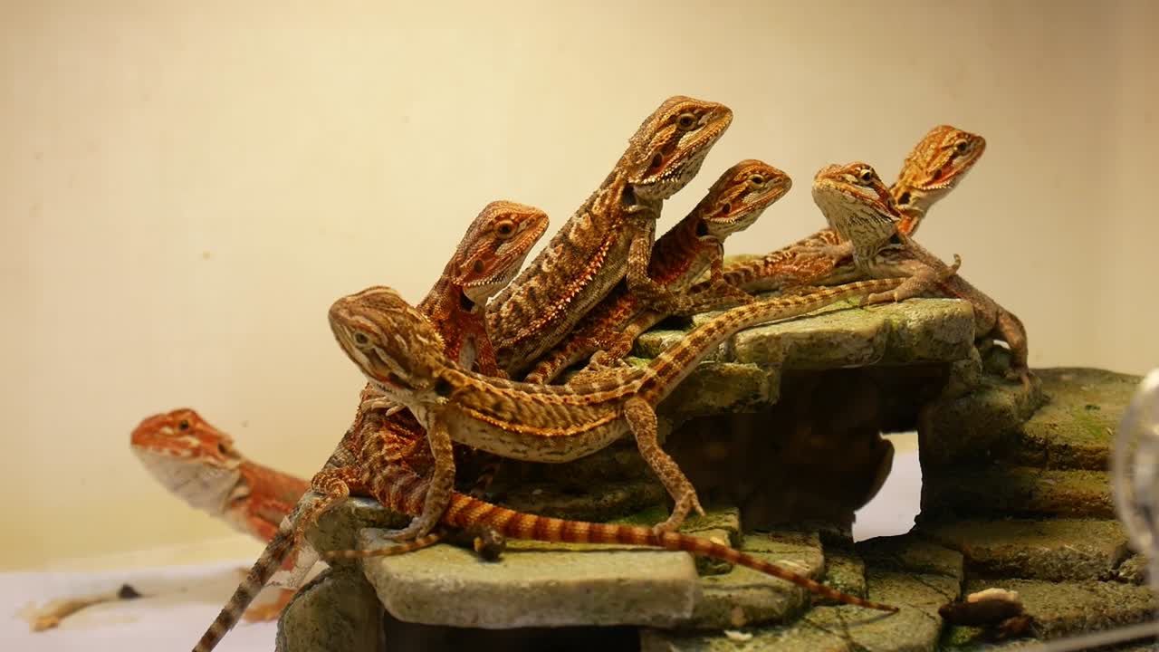 Several geckos of the same species, kept as pets, resting and moving inside their enclosure.