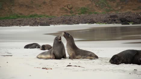 Seals-are-playing-together-on-the-beach