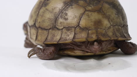 common box turtle pees on white background - close up on back of shell