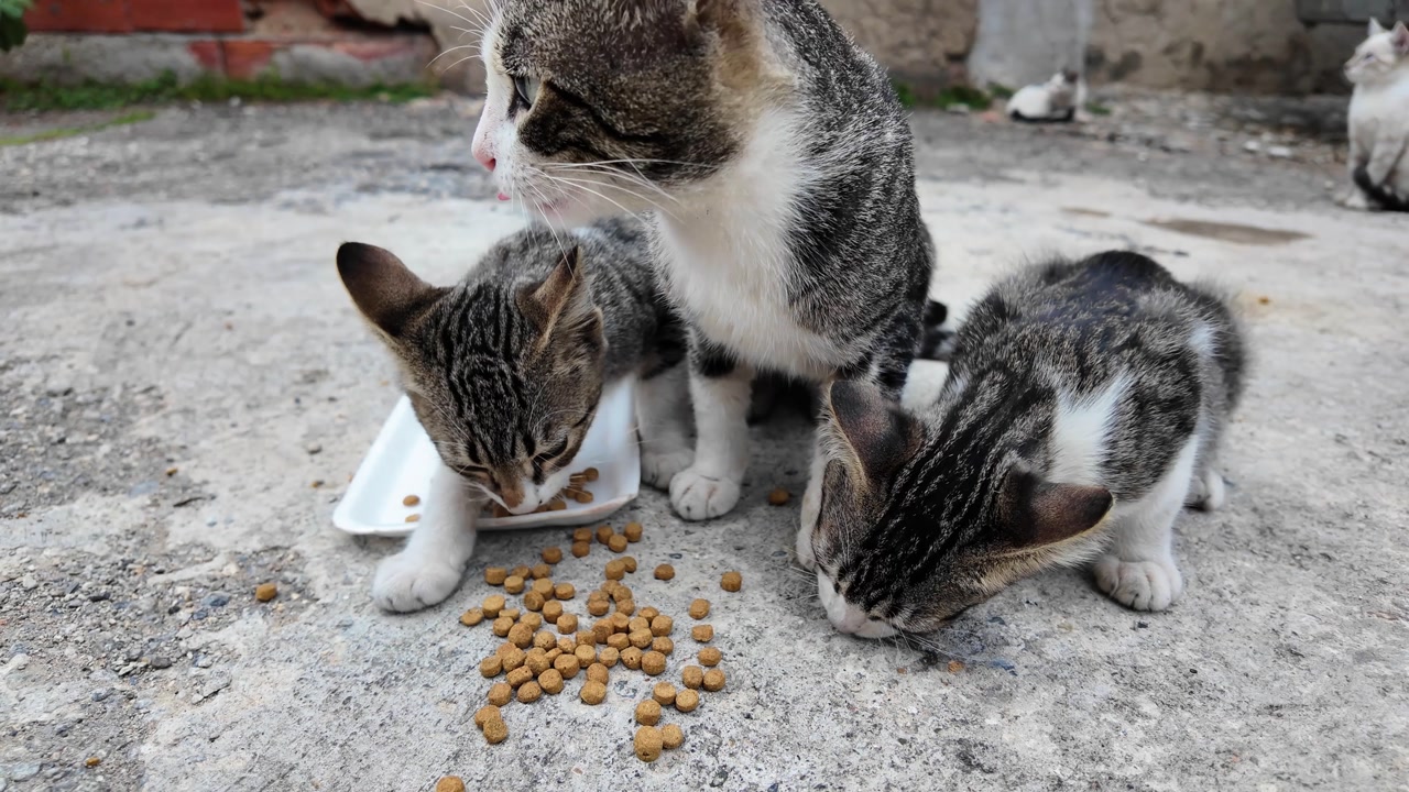 Cute Stray or feral cats live freely and tend to keep their distance from people. Hungry survival Animals