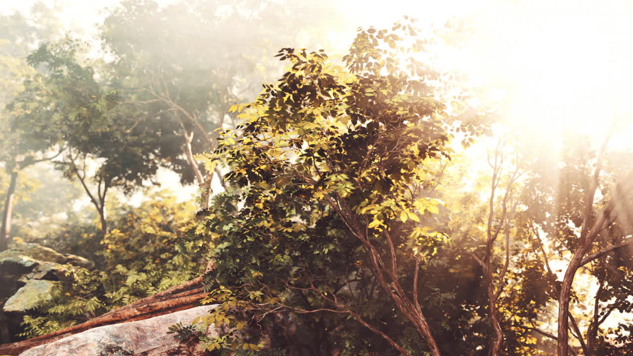 солнечный свет проходит через пышный лес