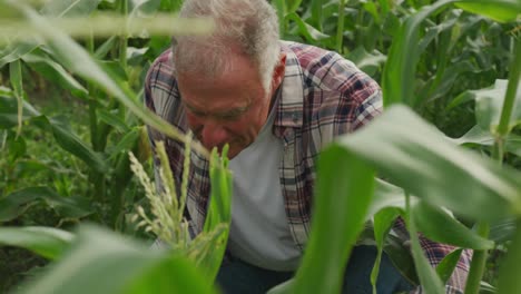 mature man working on farm