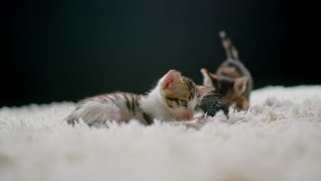 cute kittens playing