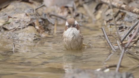 Fulchoki-Godawori-in-Kathmandu-is-home-to-rare-birds-from-Nepal