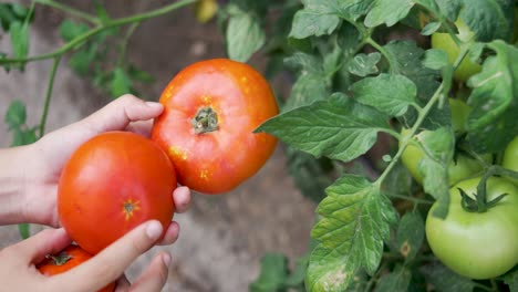 hands of farmer showing tomatoes, rural life and eco-friendly farming