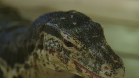 close up retrato de un lagarto monitor con lengua moviendo