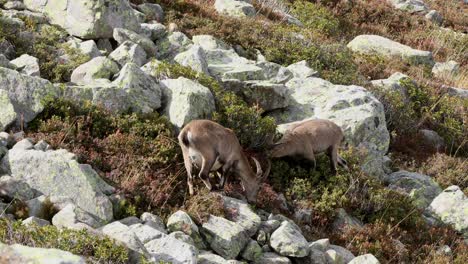 alpine ibex mother and young browsing in french