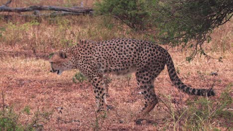 un guepardo macho gaguea y vomita, experimentando alguna enfermedad estomacal