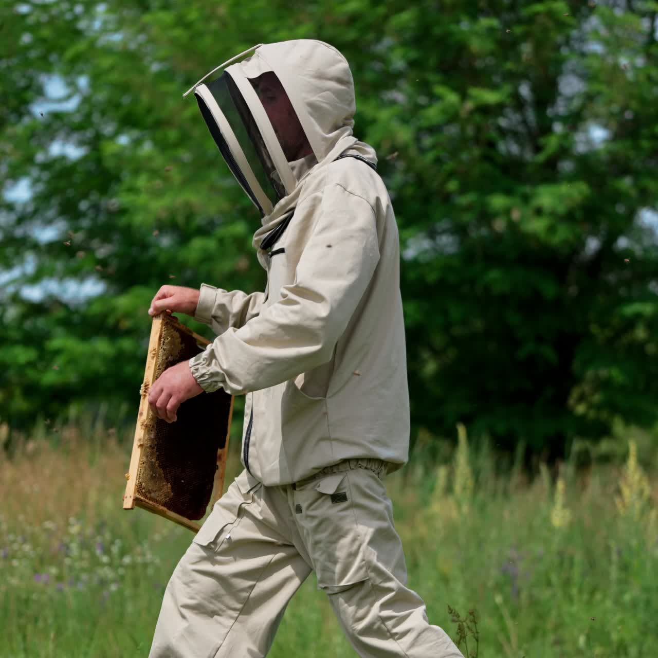 Outfitted apiculturist holds a frame coated with bees. Farmer shakes off the insects and goes away, bees following him. Man puts the frame into a wooden hive