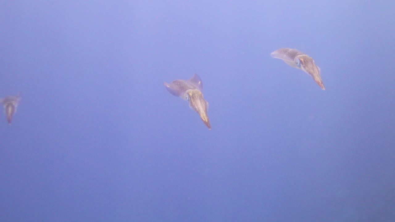 이집트 홍해의 산호초에 사는 오징어, 오징어는 제트 추진력으로 이동하는 빠른 수영 선수이며 주로 눈으로 먹이를 찾습니다.
