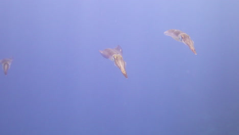 squid in the coral reef of the red sea of egypt, squid are rapid swimmers, moving by jet propulsion, and largely locate their prey by sight