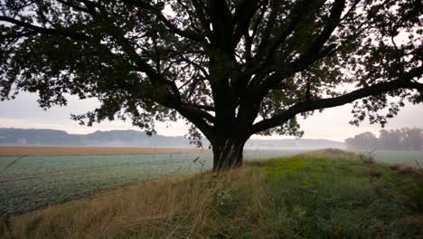 Die-Atemberaubende-Landschaft-Der-Polnischen-Landschaft-An-Einem-Kalten,-Nebligen-Morgen-Mit-Einer-Schaukel,-Die-An-Einer-Eiche-Hängt---Weite-Schwenkaufnahme