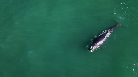 Cría-De-Ballena-Franca-Austral