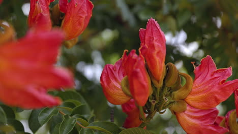 野生のアフリカのチューリップの木の花が美しい – クローズアップ