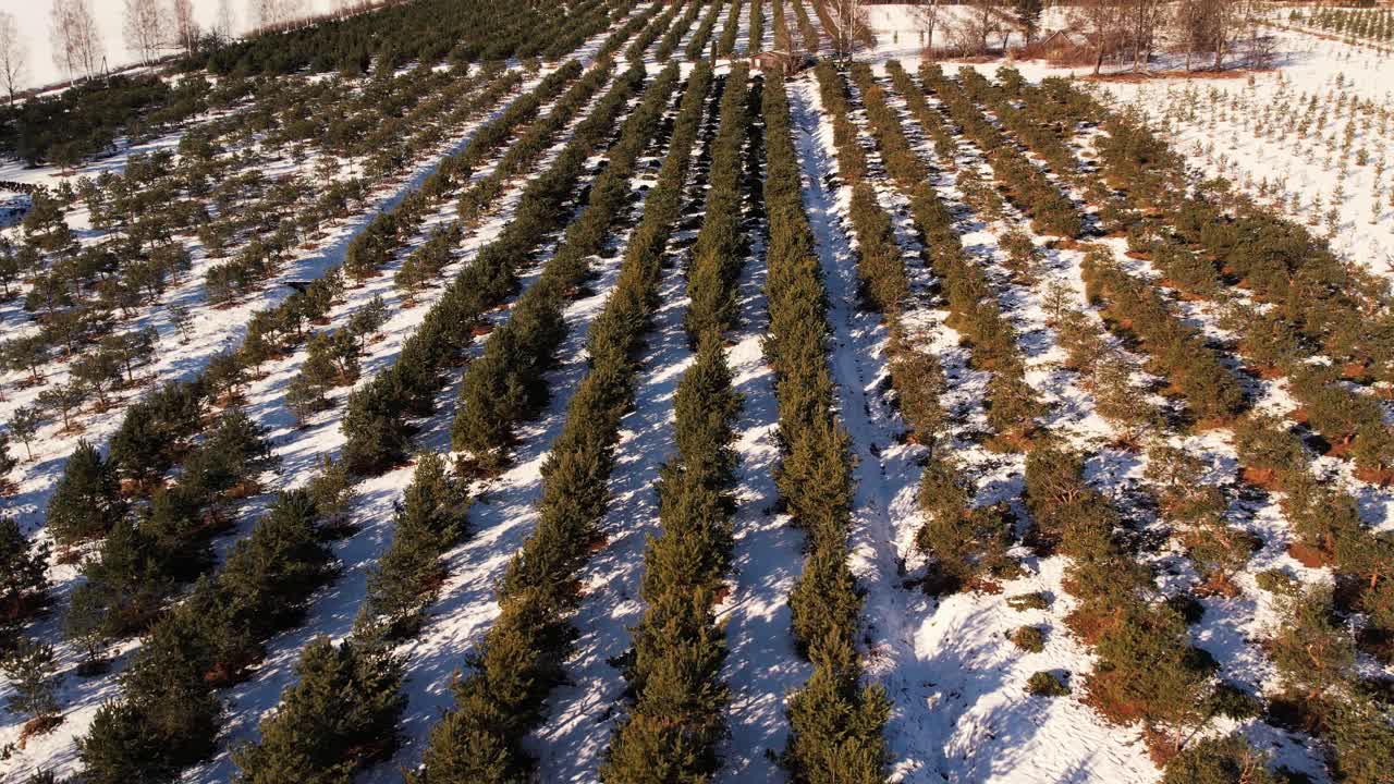 Pépinière de pommes de pin en hiver.