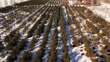 pine cone nursery in winter