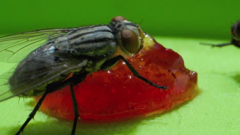 wo flys sucking jam extreme closeup micro lense