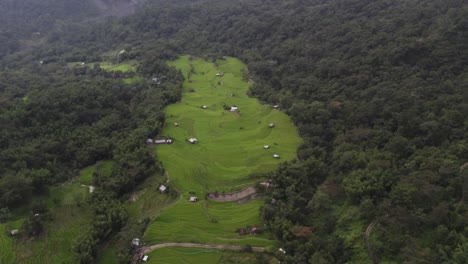 Beautiful-Greenery-location-farming-in-the-forest