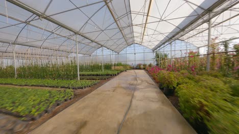 drone footage of the seedlings in the greenhouse