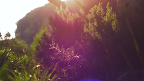 slow motion shot of a forest with flies and flares