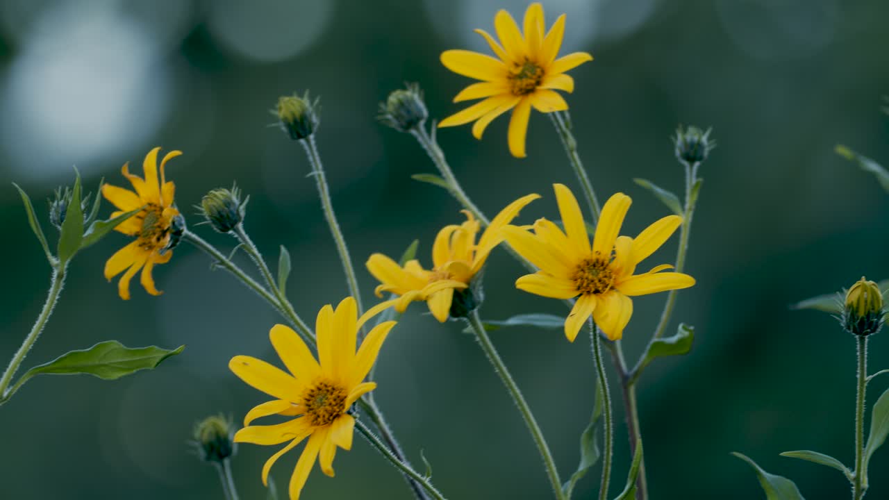 저녁 황혼 빛에 예루살렘 아티초크 helianthus tuberosus 노란색 꽃