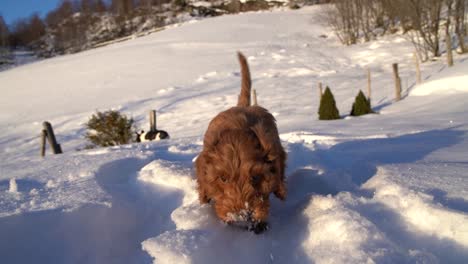 Australischer-Cobberdog,-Der-Im-Schnee-Spazieren-Geht-Welpe,-Der-Im-Schnee-Spazieren-Geht