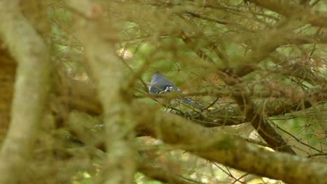 Blue-Jay-with-acorn-in-its-mouth